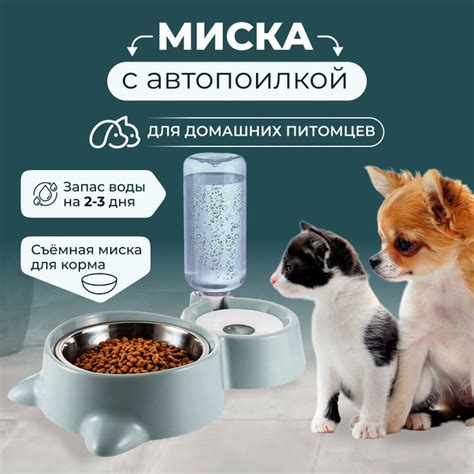Миф 5: Плоскостопие из-за кормления кормом для кошек