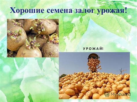 Многолетняя культура