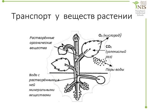 Модель формирования питательных веществ