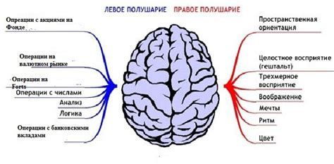 Мозг и эмоции: взаимосвязь и воздействие на нашу поведенческую реакцию