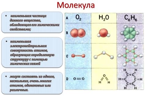 Молекулы: химический состав и структура молодых растений