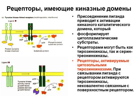 Молекулярные транспортеры: ключевые участники передачи веществ