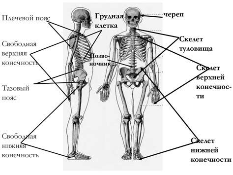 Молоко и костная система