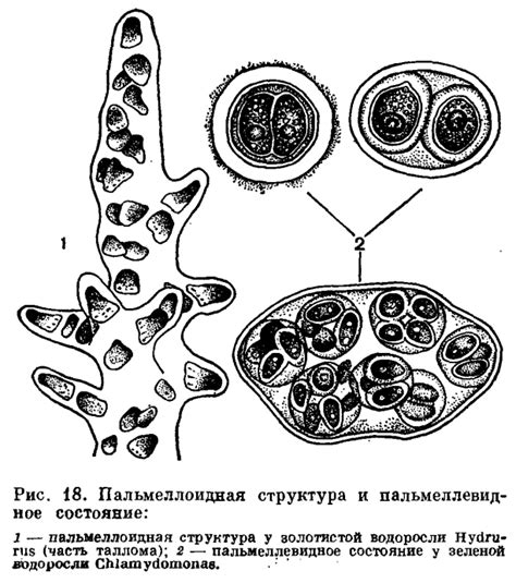 Морфология водорослей: основные типы