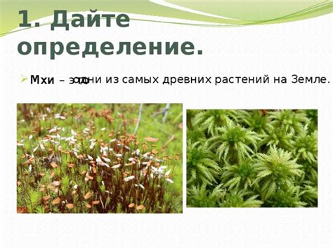 Мохи - одни из древнейших растений на Земле