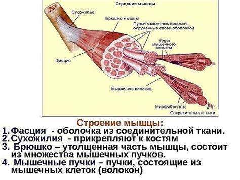 Мышечный аппарат