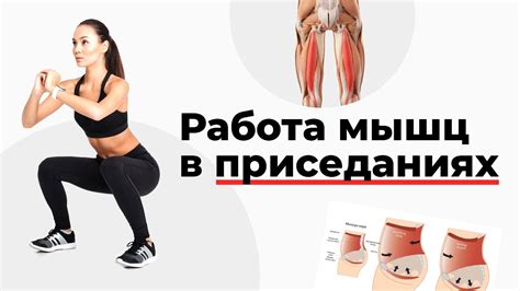 Мышцы, которые задействуются при приседаниях