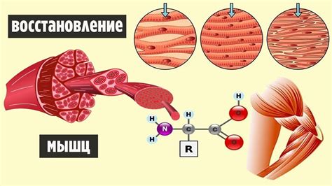 Мышцы и восстановление