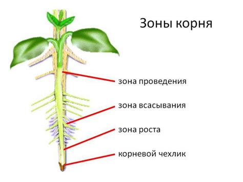 Мягкость и шелковистость от корня до кончика