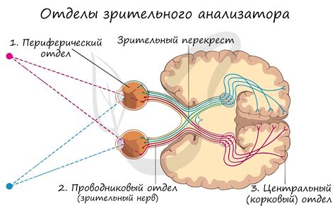 Нагрузка на зрительный аппарат