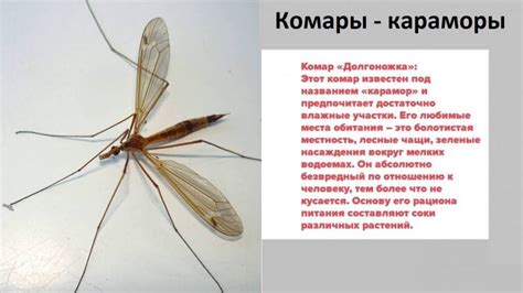 Наиболее опасные виды комаров и их особенности