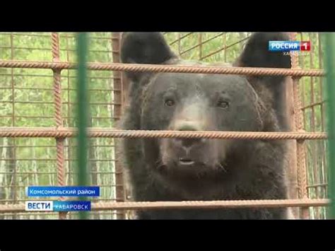 Наличие хищников в районе