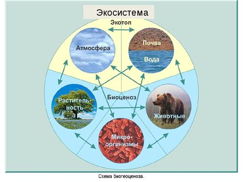 Наличие экосистемы и совместимость