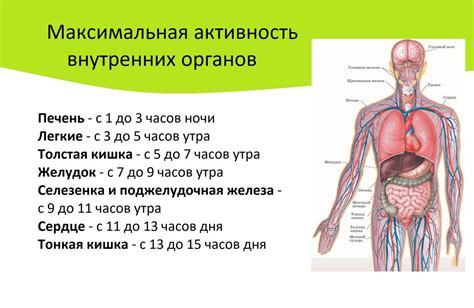 Нарушение биоритмов организма