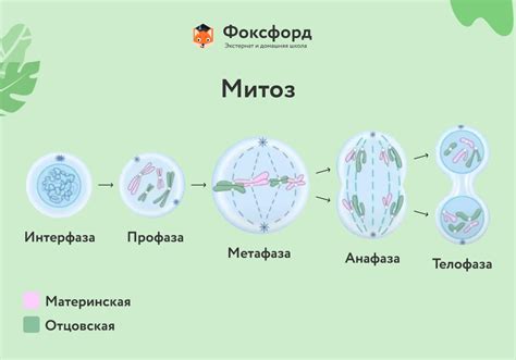 Нарушение деления клеток