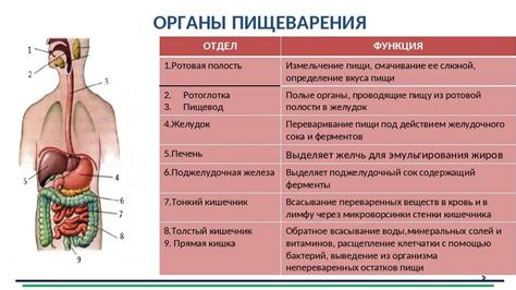 Нарушения в работе органов пищеварительной системы и метаболических процессов организма