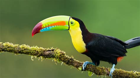 Настройка Toucan bird