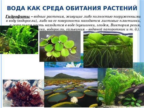 Насыщение растений водой и их плодовитость
