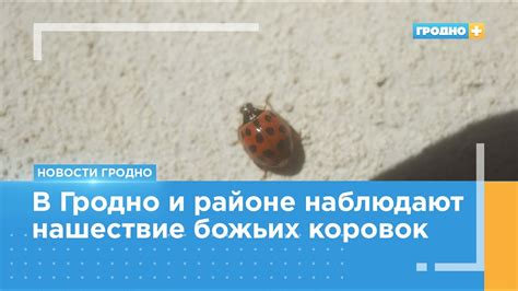 Научные объяснения возникновения божьих коровок в бабьем лете