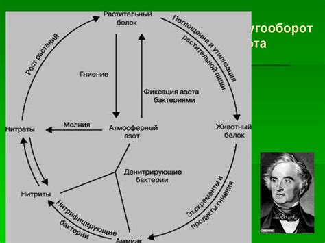 Научные принципы в домоводстве