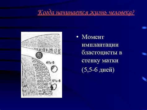 Начало имплантации в стенку матки
