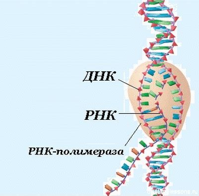Начальный процесс и передвижение подобной ДНК РНК в организме
