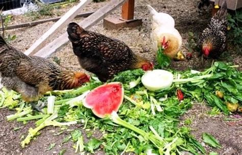 Недостатки кормления кур кошачьим кормом