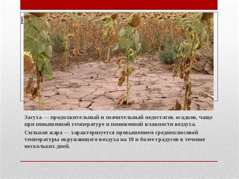 Недостаток осадков и засуха