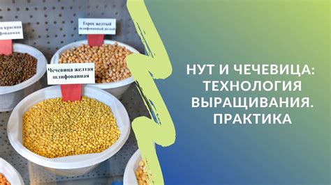 Недостаточное знание технологии выращивания