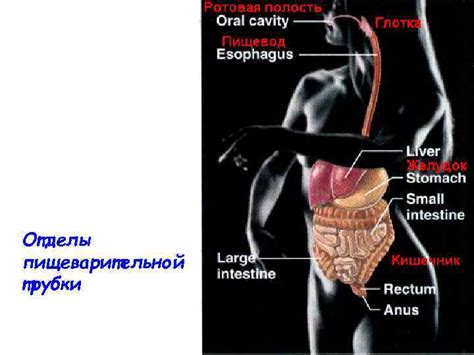 Недостаточное пищеварение
