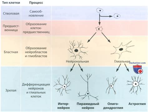 Нейроны и глия