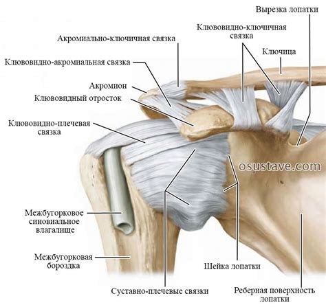 Немедленные действия в случае повреждения связок плечевого сустава