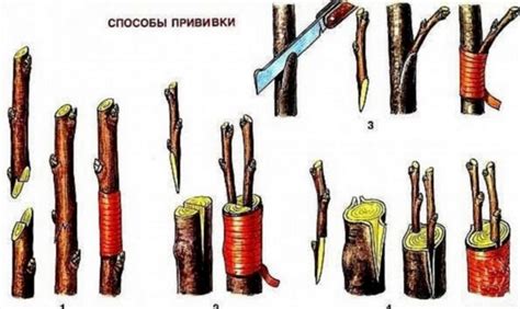 Необходимые инструменты и материалы для успешной прививки растений
