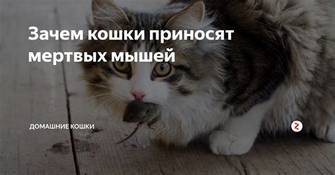 Необычное проявление ласки