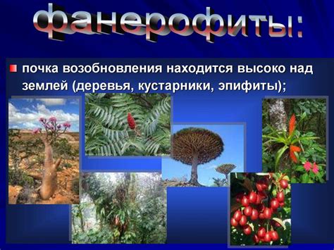 Необычные формы растений и животных
