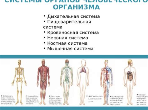 Неотения: основные понятия и проявления в человеческом организме