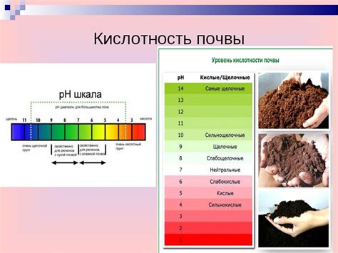 Неполадки с почвой и уровнем кислотности