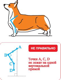 Неправильное положение плеча