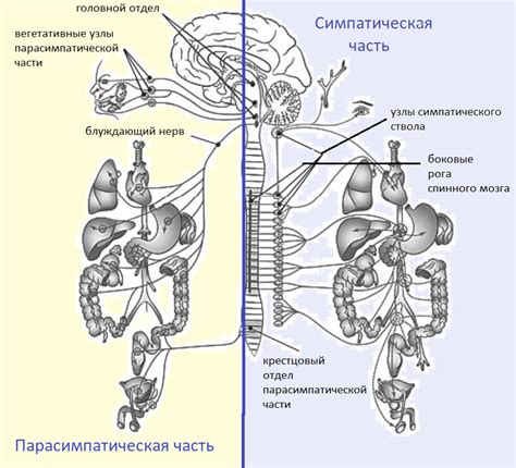 Нервная система: передача сигналов в организме