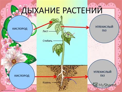 Несбалансированное питание растений