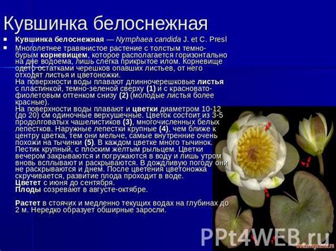 Неустанное увядание: причины включения ландышей в список охраняемых растений