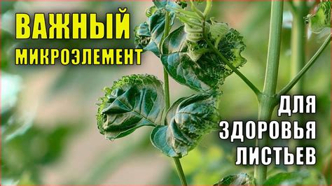 Нехватка элементов питания