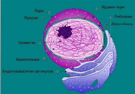 Новая клетка: особенности и приспособления