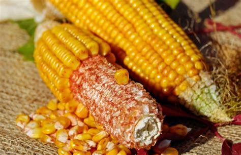 Новые идеи для использования свежей кукурузы