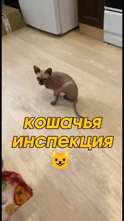 Нормальное поведение: естественные реакции питомца