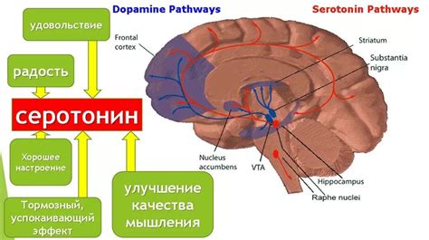 Нормальные значения уровня серотонина