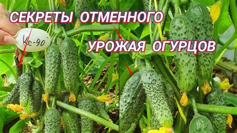 Нюансы покупки огурцов