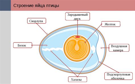 Обеспечение питания для развития яиц и потомства