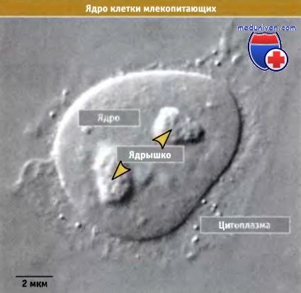 Обзор ядра в световом микроскопе