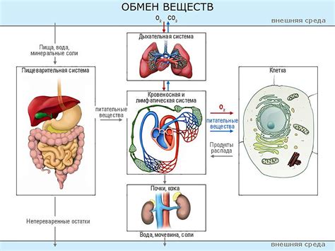 Обмен веществ в организме